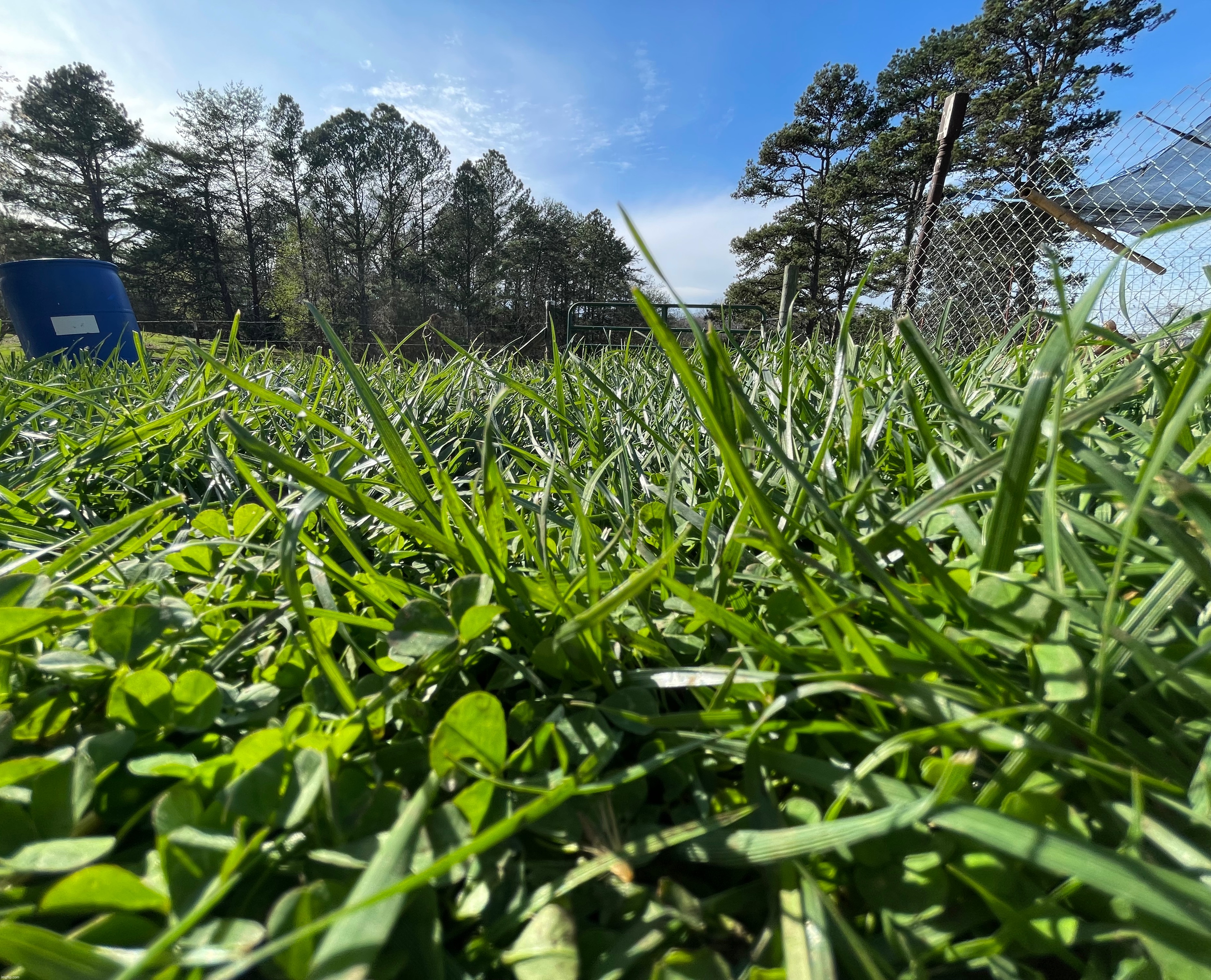 A photo of some grass on a sunny day. | image tagged in photography,photos,sunny day,grass,touch grass | made w/ Imgflip meme maker