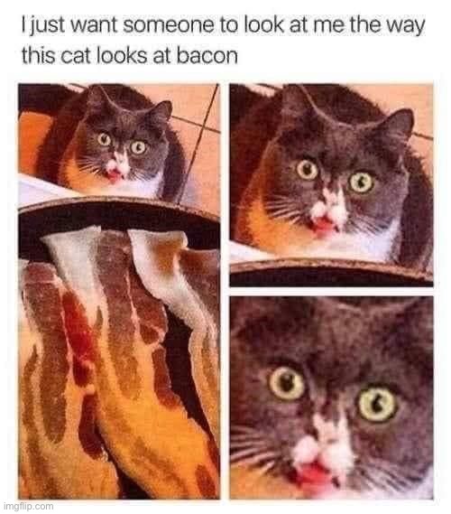image tagged in memes,funny,cats | made w/ Imgflip meme maker