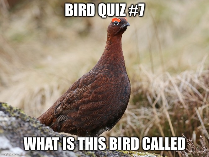Hint: It starts with an R | BIRD QUIZ #7; WHAT IS THIS BIRD CALLED | made w/ Imgflip meme maker