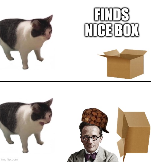 Brodinger's Cat | FINDS NICE BOX | image tagged in sudden terrible realization cat | made w/ Imgflip meme maker