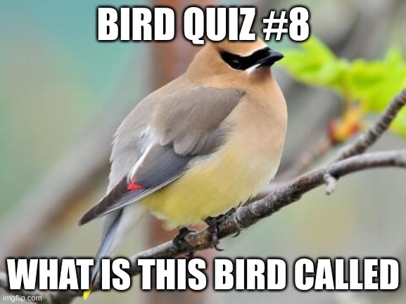 Remember the first person to get it right gets a shoutout | BIRD QUIZ #8; WHAT IS THIS BIRD CALLED | made w/ Imgflip meme maker