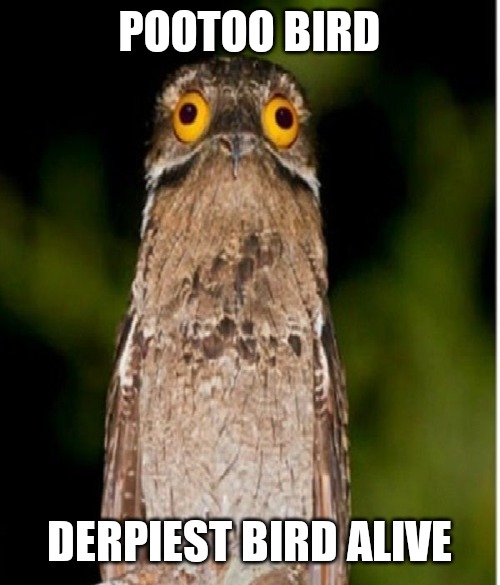 POOTOO BIRD; DERPIEST BIRD ALIVE | made w/ Imgflip meme maker