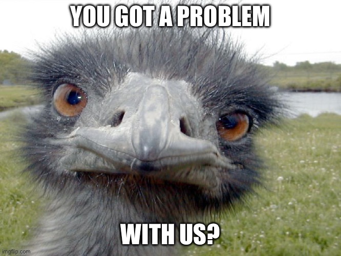 Emu Head Brah Whats Up | YOU GOT A PROBLEM; WITH US? | image tagged in emu head brah whats up | made w/ Imgflip meme maker