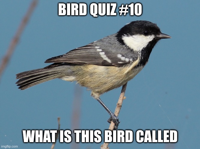 Winner gets a shotout | BIRD QUIZ #10; WHAT IS THIS BIRD CALLED | made w/ Imgflip meme maker