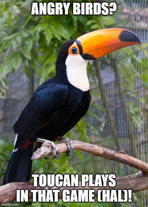 toucan | ANGRY BIRDS? TOUCAN PLAYS IN THAT GAME (HAL)! | image tagged in toucan,hal,angry birds pig | made w/ Imgflip meme maker