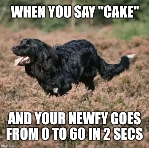 Cake | WHEN YOU SAY "CAKE"; AND YOUR NEWFY GOES FROM 0 TO 60 IN 2 SECS | image tagged in cake,newfoundland,dogs | made w/ Imgflip meme maker