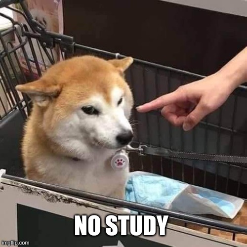 No horny | NO STUDY | image tagged in no horny | made w/ Imgflip meme maker