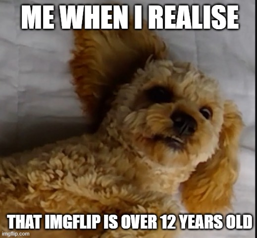 Older than my Dad! | ME WHEN I REALISE; THAT IMGFLIP IS OVER 12 YEARS OLD | image tagged in dog | made w/ Imgflip meme maker