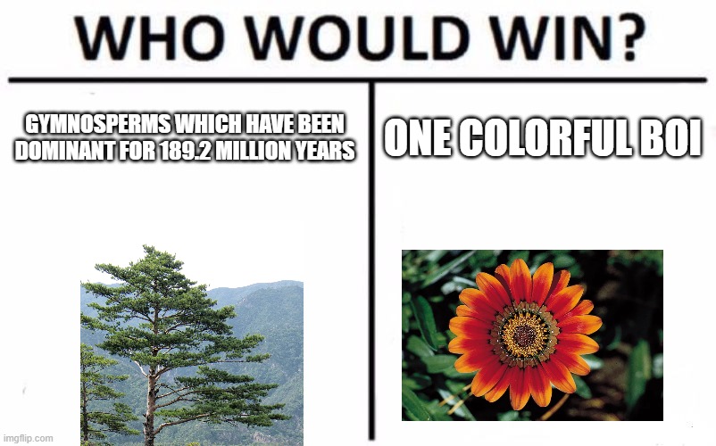 When plants with flowers appeared | GYMNOSPERMS WHICH HAVE BEEN DOMINANT FOR 189.2 MILLION YEARS; ONE COLORFUL BOI | image tagged in memes,who would win | made w/ Imgflip meme maker