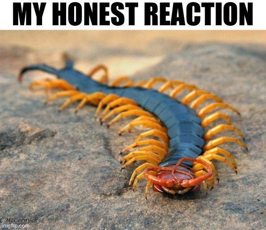 MY HONEST REACTION | made w/ Imgflip meme maker
