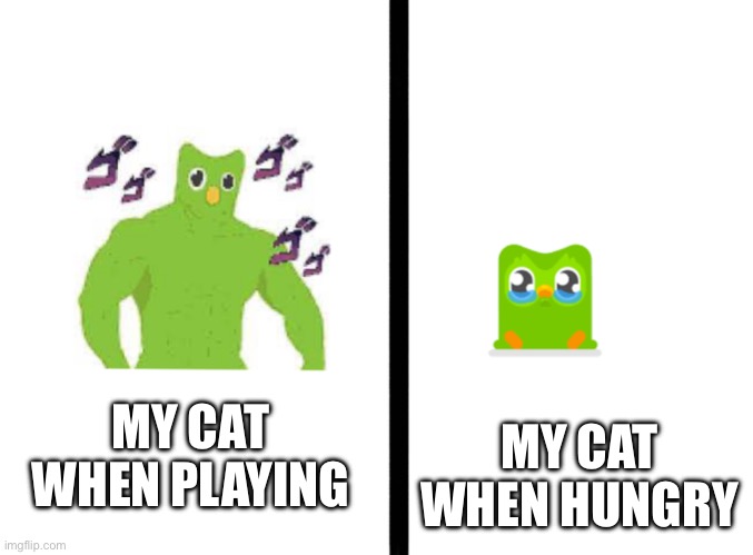 This is a new template | MY CAT WHEN HUNGRY; MY CAT WHEN PLAYING | image tagged in buff duo and smol innocent,duolingo,funny,memes,cats | made w/ Imgflip meme maker