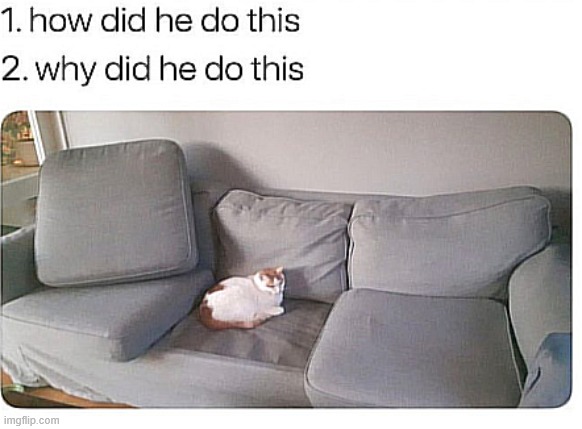 how | image tagged in cats | made w/ Imgflip meme maker