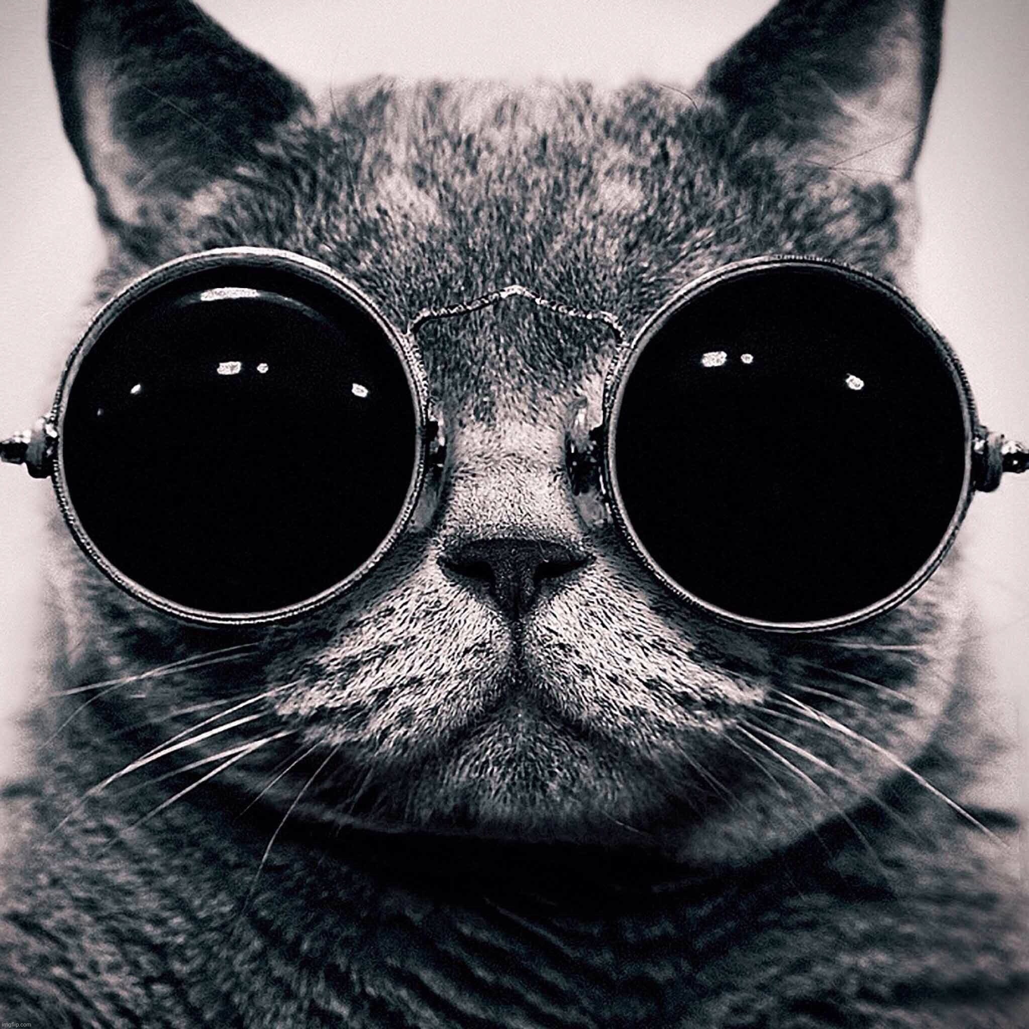 Black Cat with glasses | image tagged in kitty,cat with glasses,cat,modda | made w/ Imgflip meme maker