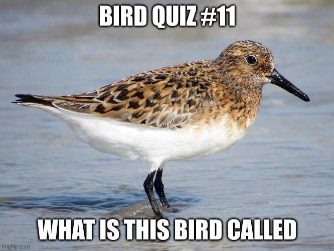 Remember: first person to get it right gets a shoutout | BIRD QUIZ #11; WHAT IS THIS BIRD CALLED | made w/ Imgflip meme maker