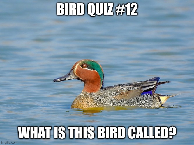 Winner gets a shoutout | BIRD QUIZ #12; WHAT IS THIS BIRD CALLED? | made w/ Imgflip meme maker