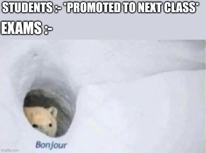 Bonjour Bear | STUDENTS :- *PROMOTED TO NEXT CLASS*; EXAMS :- | image tagged in bonjour bear | made w/ Imgflip meme maker