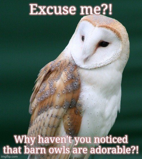 EXCUSE ME?! | Excuse me?! Why haven't you noticed that barn owls are adorable?! | image tagged in barn owl | made w/ Imgflip meme maker