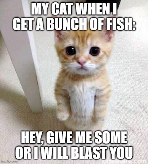 a cute cat meme | MY CAT WHEN I GET A BUNCH OF FISH:; HEY, GIVE ME SOME OR I WILL BLAST YOU | image tagged in memes,cute cat | made w/ Imgflip meme maker