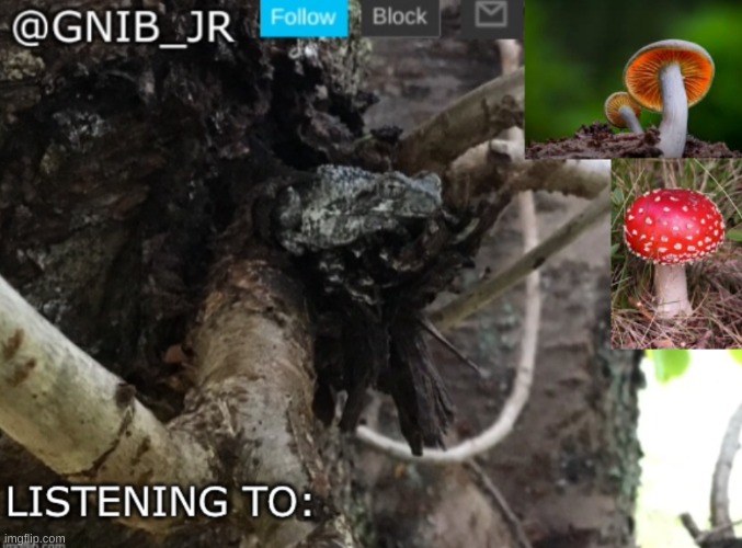 image tagged in gnib_jr's new temp | made w/ Imgflip meme maker