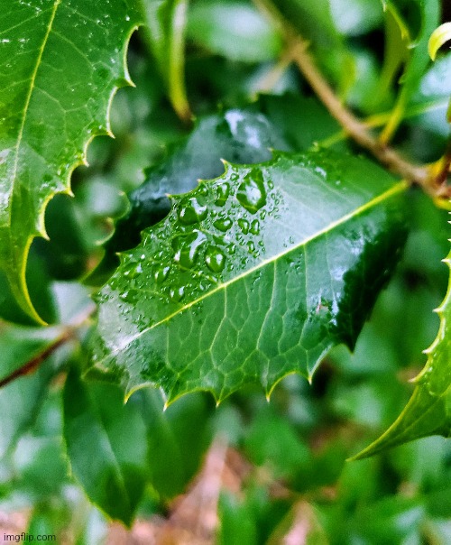 Raindrops on a holly | image tagged in tree,photography | made w/ Imgflip meme maker