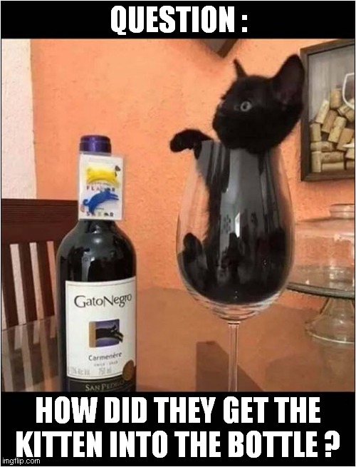 Gato Negro =  Black Cat | QUESTION :; HOW DID THEY GET THE KITTEN INTO THE BOTTLE ? | image tagged in cats,black cat,wine,kitten | made w/ Imgflip meme maker