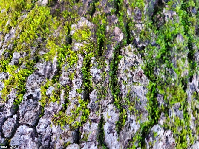 Moss on oak bark | image tagged in tree,moss,photography | made w/ Imgflip meme maker