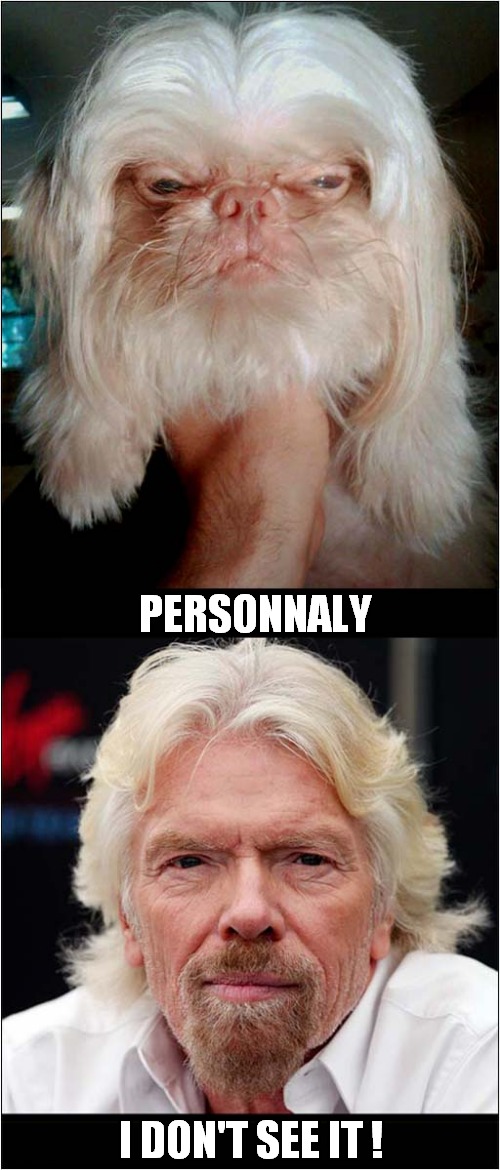 Does This Dog Remind You Of Anybody ? | PERSONNALY; I DON'T SEE IT ! | image tagged in dogs,richard branson,look-a-like | made w/ Imgflip meme maker