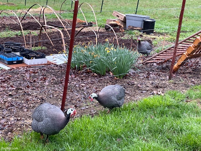 Some Guineas that keep showing up in my Garden | image tagged in guineas,photography,photos | made w/ Imgflip meme maker