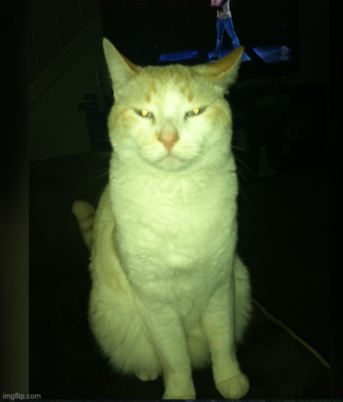 Steve the cat | image tagged in steve the cat | made w/ Imgflip meme maker