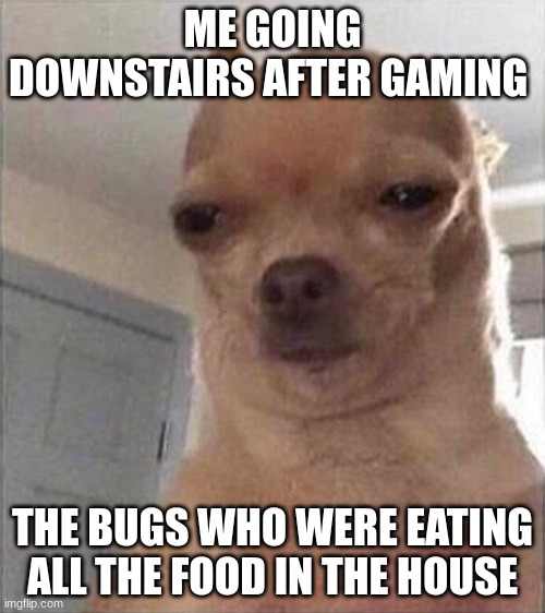 Chihuahua Meme Face | ME GOING DOWNSTAIRS AFTER GAMING; THE BUGS WHO WERE EATING ALL THE FOOD IN THE HOUSE | image tagged in chihuahua meme face | made w/ Imgflip meme maker