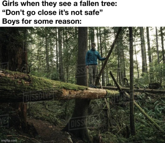 I’m making this meme sitting on a fallen tree | image tagged in memes,funny,repost | made w/ Imgflip meme maker
