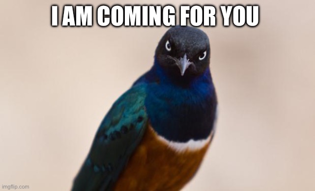 Evil Bird | I AM COMING FOR YOU | image tagged in evil bird | made w/ Imgflip meme maker