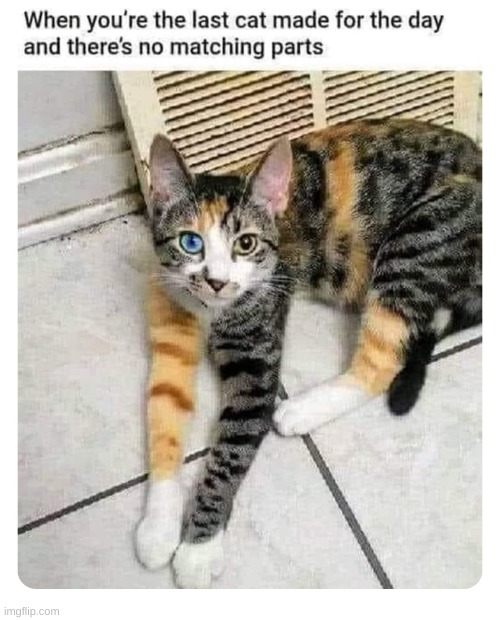Beautiful | image tagged in cats | made w/ Imgflip meme maker