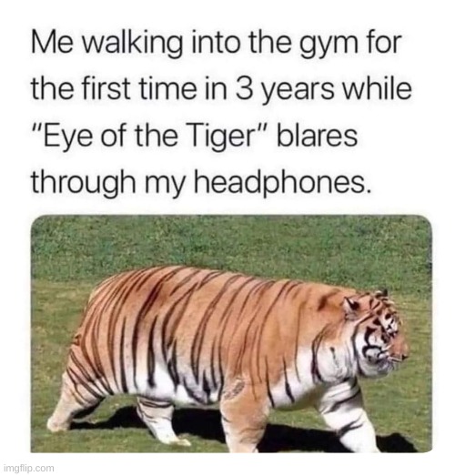 What a chubby tiger | image tagged in cats | made w/ Imgflip meme maker