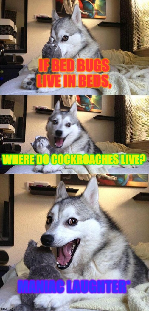 ?? | IF BED BUGS LIVE IN BEDS, WHERE DO COCKROACHES LIVE? MANIAC LAUGHTER* | image tagged in memes,bad pun dog | made w/ Imgflip meme maker