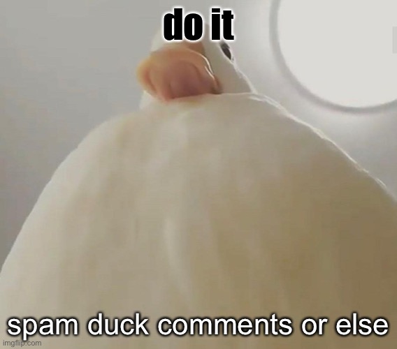 duck will be in your house tonight | do it; spam duck comments or else | made w/ Imgflip meme maker