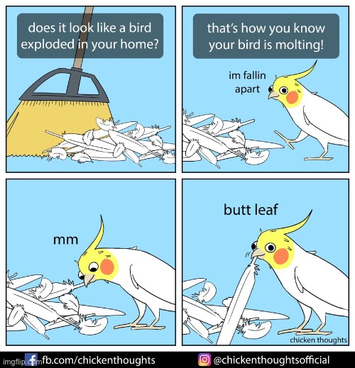 Birb comic: Molting - Imgflip