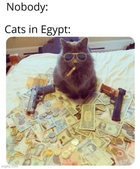 Only in Egypt | image tagged in memes,funny,cats | made w/ Imgflip meme maker