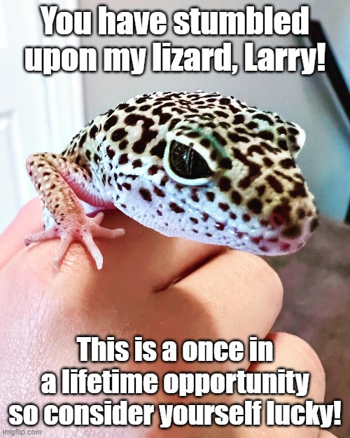Isn't he cute? | You have stumbled upon my lizard, Larry! This is a once in a lifetime opportunity so consider yourself lucky! | image tagged in leopard gecko,larry,once in a lifetime | made w/ Imgflip meme maker
