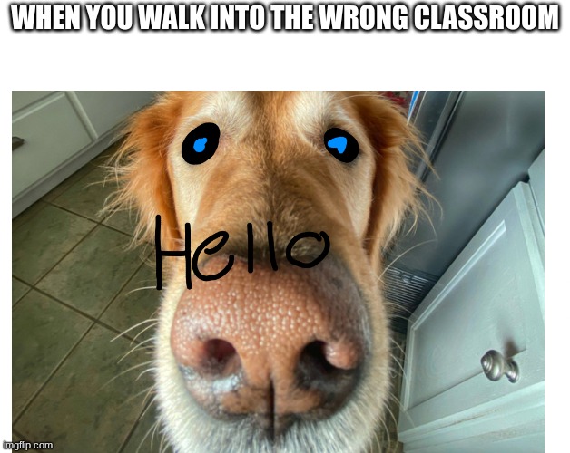i hate it | WHEN YOU WALK INTO THE WRONG CLASSROOM | image tagged in dog staring,classroom,relatable,school | made w/ Imgflip meme maker