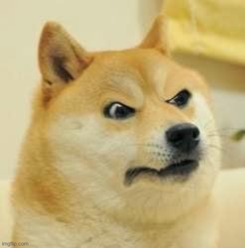 angry doge | image tagged in angry doge | made w/ Imgflip meme maker