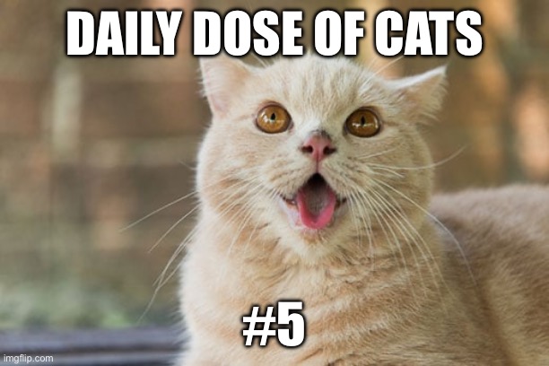 Daily dose of cats #5 | DAILY DOSE OF CATS; #5 | image tagged in cats | made w/ Imgflip meme maker