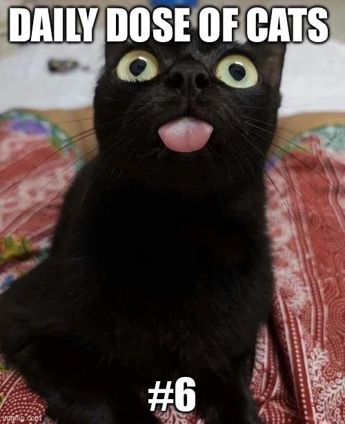 Daily dose of cats | DAILY DOSE OF CATS; #6 | image tagged in cats | made w/ Imgflip meme maker