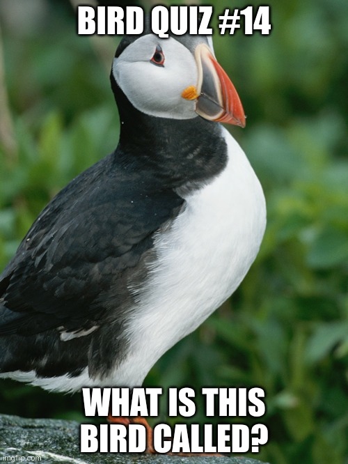 I made this one pretty easy | BIRD QUIZ #14; WHAT IS THIS BIRD CALLED? | made w/ Imgflip meme maker