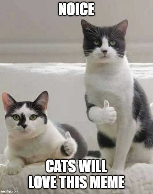 when cats saw a rare cat food | NOICE; CATS WILL LOVE THIS MEME | image tagged in thumbs up cats | made w/ Imgflip meme maker