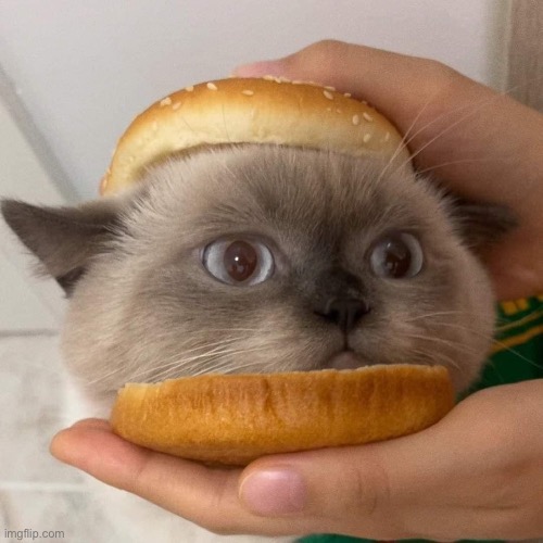 Cat Burger | image tagged in cat burger | made w/ Imgflip meme maker