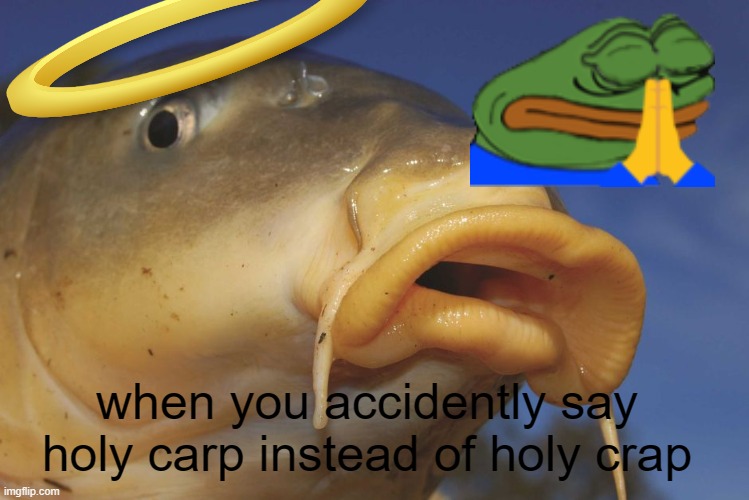 Carp | when you accidently say holy carp instead of holy crap | image tagged in carp | made w/ Imgflip meme maker