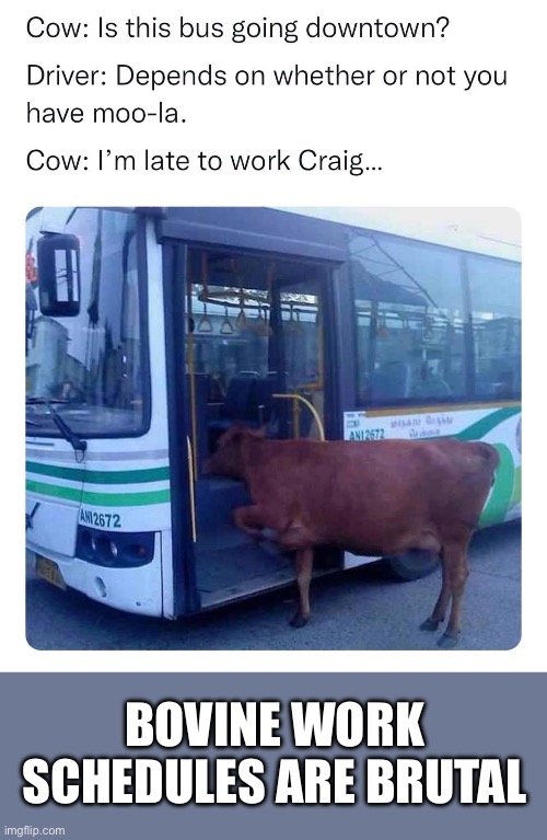 Brutal | BOVINE WORK SCHEDULES ARE BRUTAL | image tagged in move,bad pun cow,bus | made w/ Imgflip meme maker