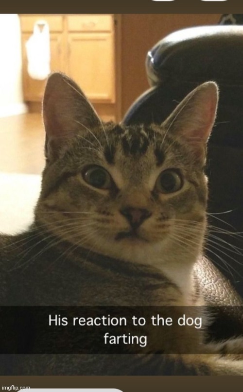 Who cut the cheese? | image tagged in cute cat,i farted | made w/ Imgflip meme maker