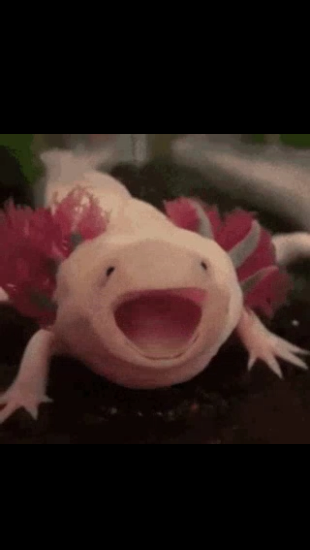 High Quality Axolotl surprise Blank Meme Template
